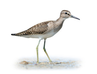 Wood sandpiper on white