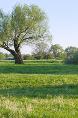 Fototapeta na wymiar Alte Weide auf grüner Frühlingswiese, Salix, Frühlingsanfang, Landwirtschaft, Ländereien, Wachstum, Naturkreislauf