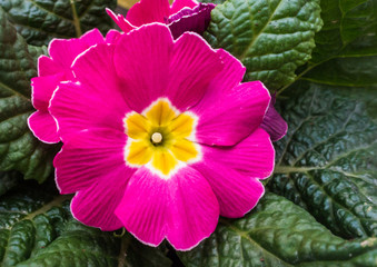 Magenta Primrose