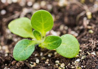 Petunia Seedling