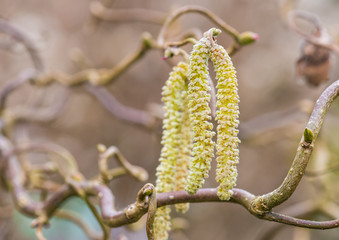 Twisted Hazel Catkins