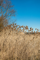 High grass against the sky