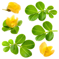 Peanut. Leaves with flower. Collection.