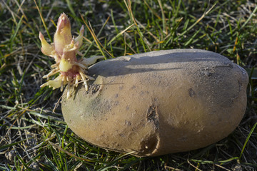 картофель с ростками перед высадкой в грунт