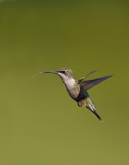 Female Ruby throated Hummingbird (Archilochus colubris)
