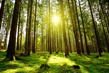 Foto op Plexiglas Zonlicht in het groene bos. © Swetlana Wall