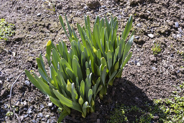 весенние цветы нарциссы