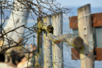 Drewniany płot na brzegu morza © miotk