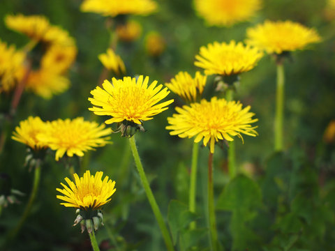 Fototapeta Dandelion (Taraxacum officinale) flowering in a field.