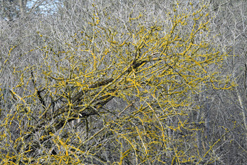 Pochyłe drzewo © miotk