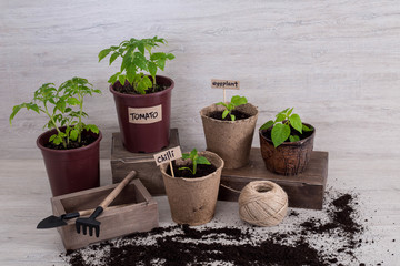 Garden tools with seedlings vegetable on lighten background.