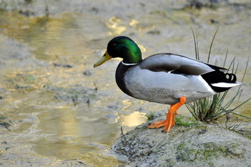 Canard colvert mâle