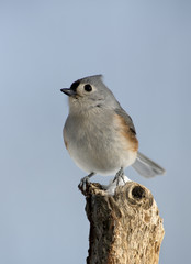 Tufted Titmouse (Parus bicolor)