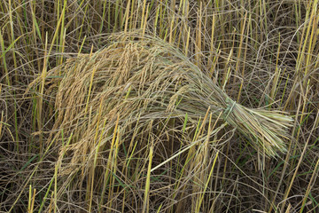 paddy rice in rice field