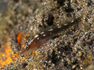 Coral fish Blueband goby