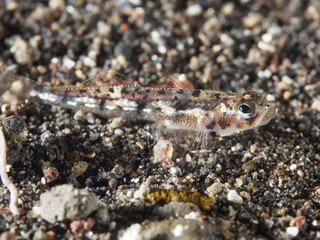 Coral fish Blueband goby