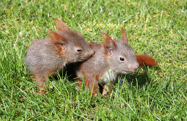Eichhörnchenbabys