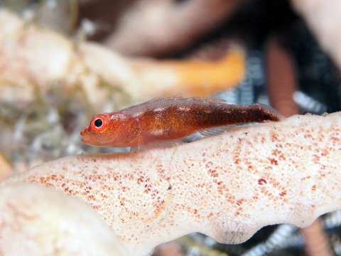 Coral fish Blueband goby