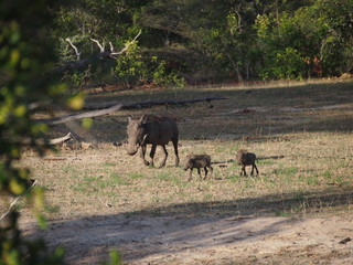 Warthog family and babies