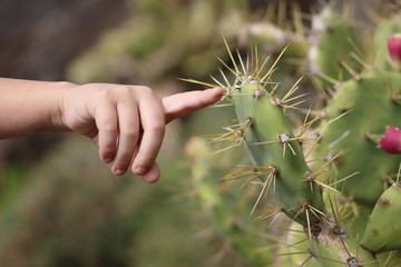 Tocando un cactus