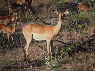 Lone impala