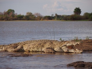 Giant crocodile at water's edge