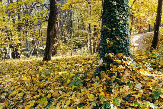 Carpet of autumn leaves in park.