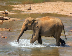 Asia Elephant bath in river Ceylon, Pinnawala