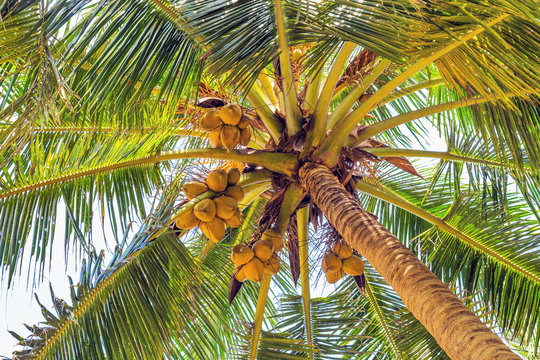 coco on coconut tree