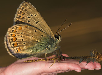 butterfly on woman hand close up, macro