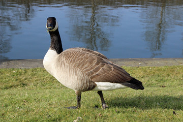 Gans