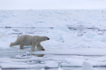 Polar Bear in drifting ice area, Svalbard, Arctic. © Johannes Jensås