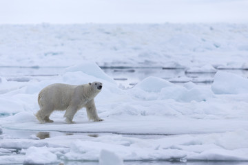 Polar Bear in drifting ice area, Svalbard, Arctic. © Johannes Jensås