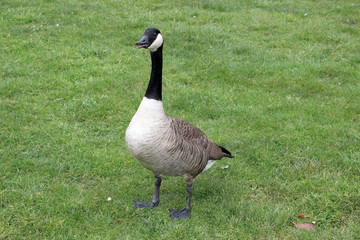 Gans