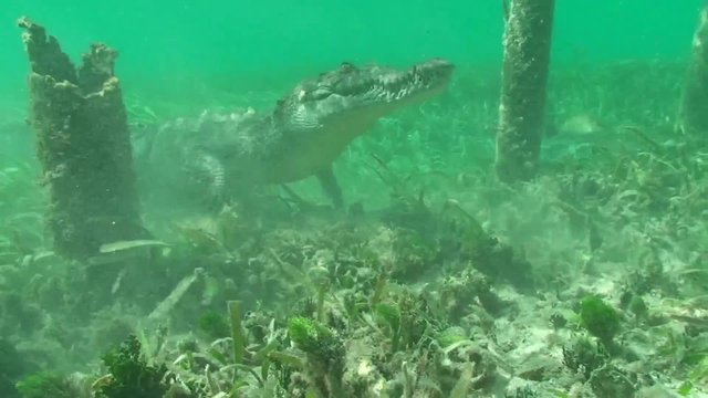 Crocodile