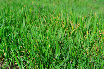 Fresh, green grass, summer, bright background