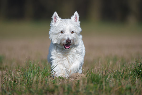 West Highland Terrier - Westi rennt über die Wiese