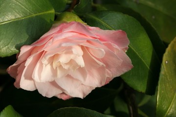 Camellia