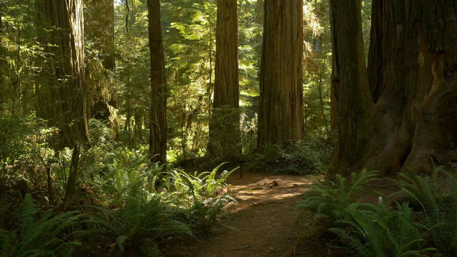 Panning view of a walking trail among Redwoods in Jedediah Smith Redwoods State Park, Northern California