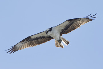 Osprey Hovering Against a Blue Sky