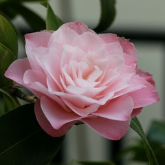 Camellia