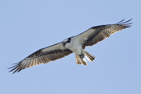 Osprey Hovering Against a Blue Sky