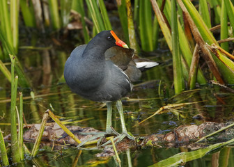 Naklejka premium Common Gallinule in a Florida Wetland