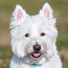 West Highland Terrier Portrait eines Westi