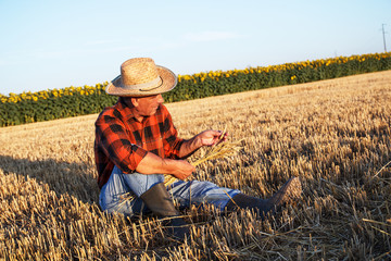 Naklejka na ściany i meble Portrait of senior farmer sitting in a wheat field after harvest ans examining corp.