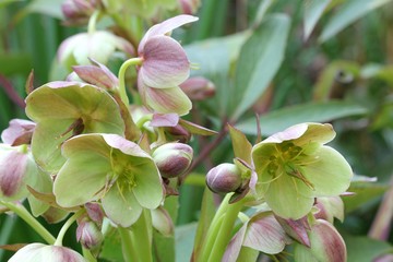 Hellebore - Helleborus