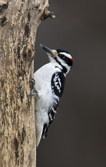 Male Hairy Woodpecker (Picoides villosus)