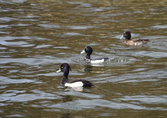 Ringschnabelenten (Aythya collaris)
