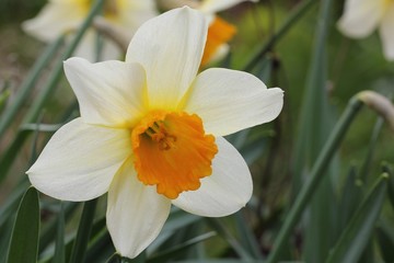 Fototapeta premium Daffodil