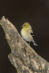 American Goldfinch (Carduelis tristis) on tree.